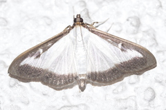 Cydalima perspectalis