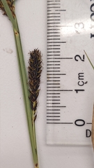 Carex nebrascensis