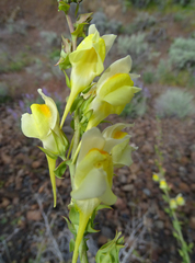 Linaria dalmatica dalmatica