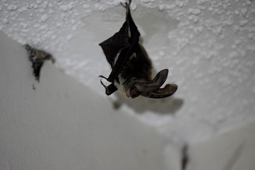 Rafinesque's Big-eared Bat photographed in Louisiana