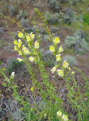 Linaria dalmatica dalmatica