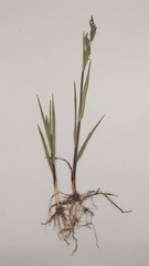 Torreyochloa pallida