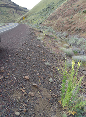 Linaria dalmatica dalmatica