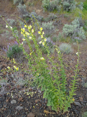 Linaria dalmatica dalmatica