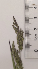 Torreyochloa pallida