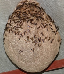 Polybia fastidiosuscula