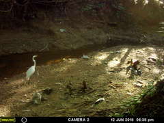 Ardea alba