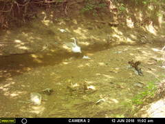 Ardea alba