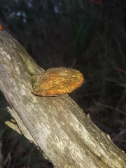 Piptoporus australiensis