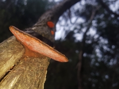 Piptoporus australiensis