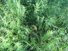 Festuca paradoxa
