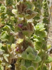 Pseudodictamnus acetabulosus