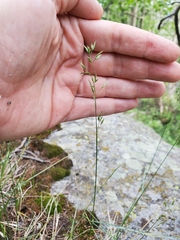 Poa interior
