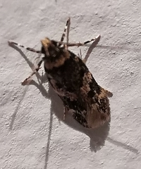 Oegoconia novimundi