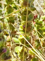 Pseudodictamnus acetabulosus