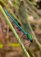 Calopteryx angustipennis