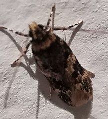 Oegoconia novimundi