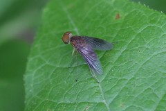 Chrysopilus quadratus