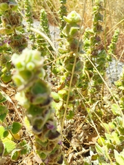 Pseudodictamnus acetabulosus