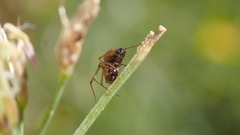 Linyphiinae