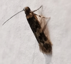 Oegoconia novimundi