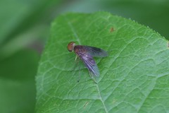 Chrysopilus quadratus