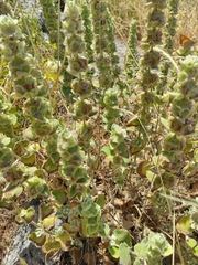 Pseudodictamnus acetabulosus