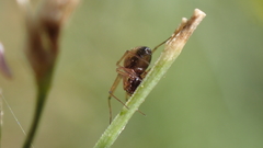 Linyphiinae