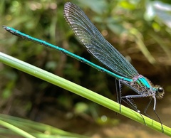 Calopteryx angustipennis