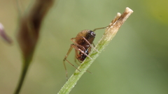 Linyphiinae