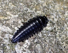 Necrophila americana