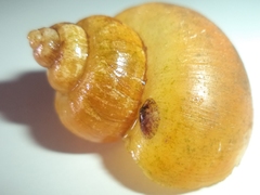 Pomacea