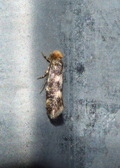 Infurcitinea teriolella