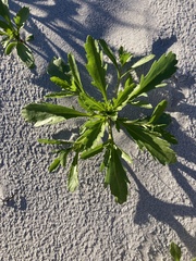 Cakile edentula edentula