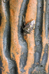 Eocanthecona formosa