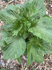Perilla