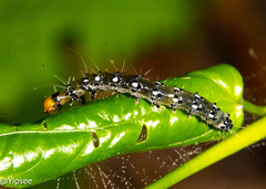 Filodes fulvidorsalis