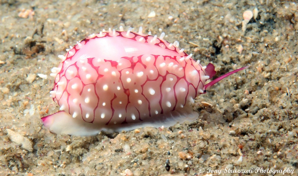 Fruit Egg Cowry