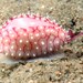 Fruit Egg Cowry - Photo (c) Tony Strazzari, some rights reserved (CC BY-NC), uploaded by Tony Strazzari