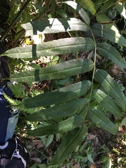 Coniogramme intermedia