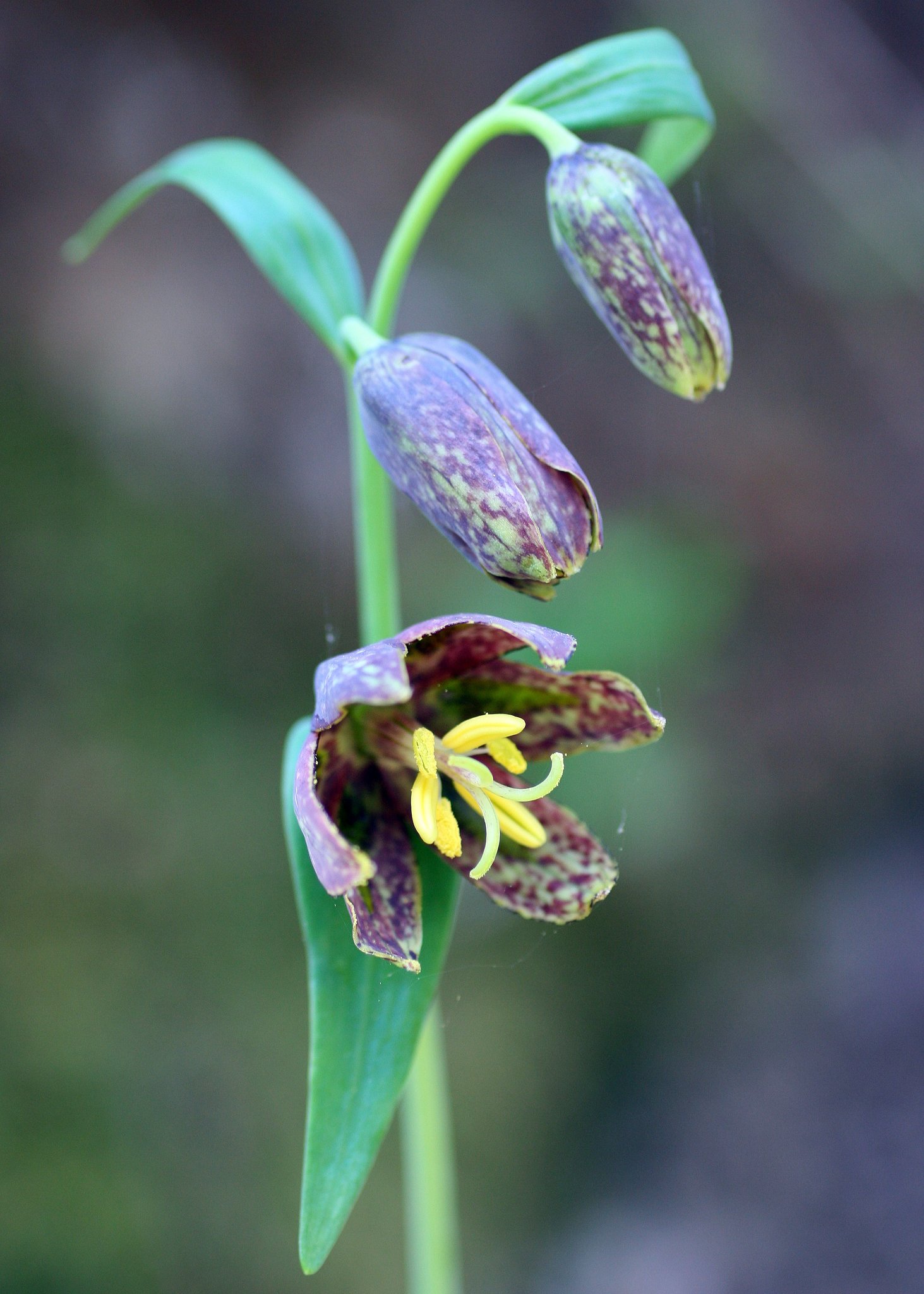 Fritillaria affinis var. affinis
