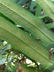 Coniogramme intermedia