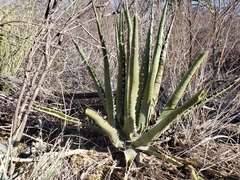 Agave kerchovei