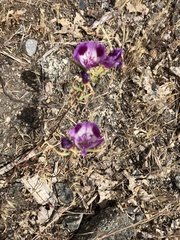 Clarkia williamsonii