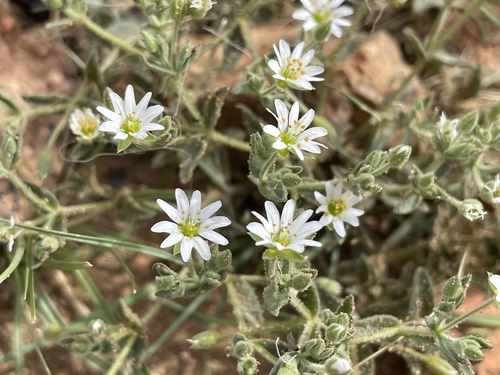 Mesostemma dichotomum