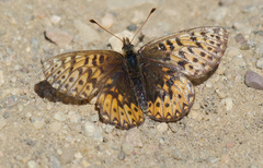 Boloria freija freija