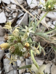 Ipomopsis spicata spicata