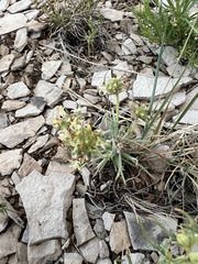 Ipomopsis spicata spicata