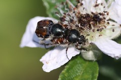 Trichiotinus affinis