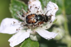 Trichiotinus affinis